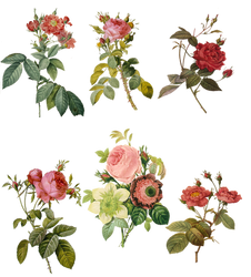 1700-1800's Roses PNG