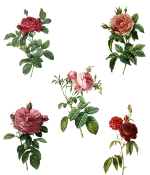 Rose Set (5) PNG