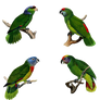 (4)Green_Parrot PNG