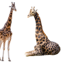 Giraffe Trio 2 PNG