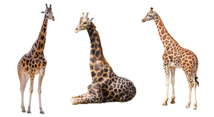Giraffe Trio 2 PNG