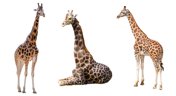 Giraffe Trio 2 PNG