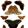 1800's Insects 3 PNG