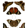 1800's Insects 5 PNG