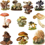 Fungi Mushroom 3 PNG