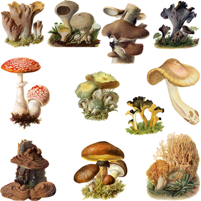 Fungi Mushroom 3 PNG by chaseandlinda