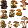 Fungi Mushroom 4 PNG