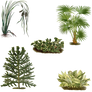 1800's Plants 1 PNG