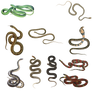 Snake 3 PNG