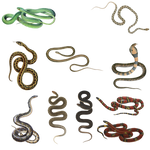 Snake 3 PNG