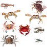 Crabs 1 PNG