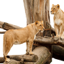Two Lions on a tree PNG