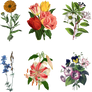 Mix_Flowers_3_PNG