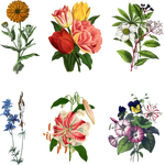 Mix_Flowers_3_PNG