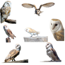 Owls-PNG