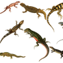 Reptiles 7 PNG