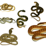 Snakes 2 PNG