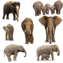 Elephants PNG