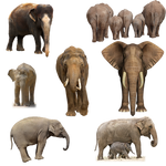 Elephants PNG