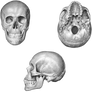 Skull Set PNG