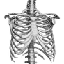 RibTorso PNG