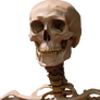SkeletonHalf PNG