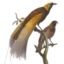 Birds5 PNG