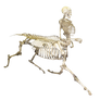 Centaur skeleton PNG