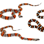 Snake-PNG