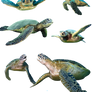 Turtles-PNG