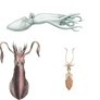 Fishies 10 PNG