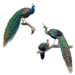Peacocks Illustrations PNG