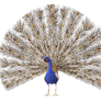 Peacock 2 PNG