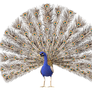 Peacock 2 PNG