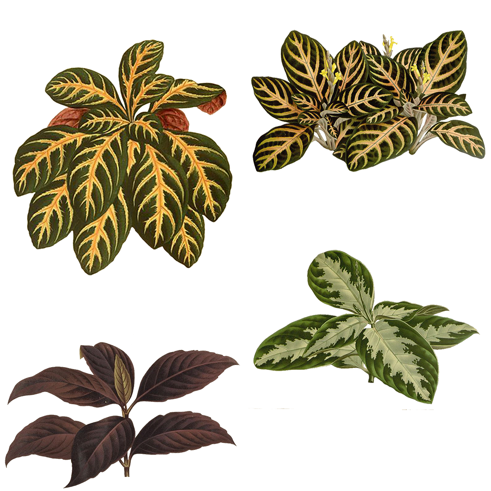 Variety of Plants 2 PNG