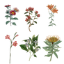 Variety of 1800's Flowers PNG