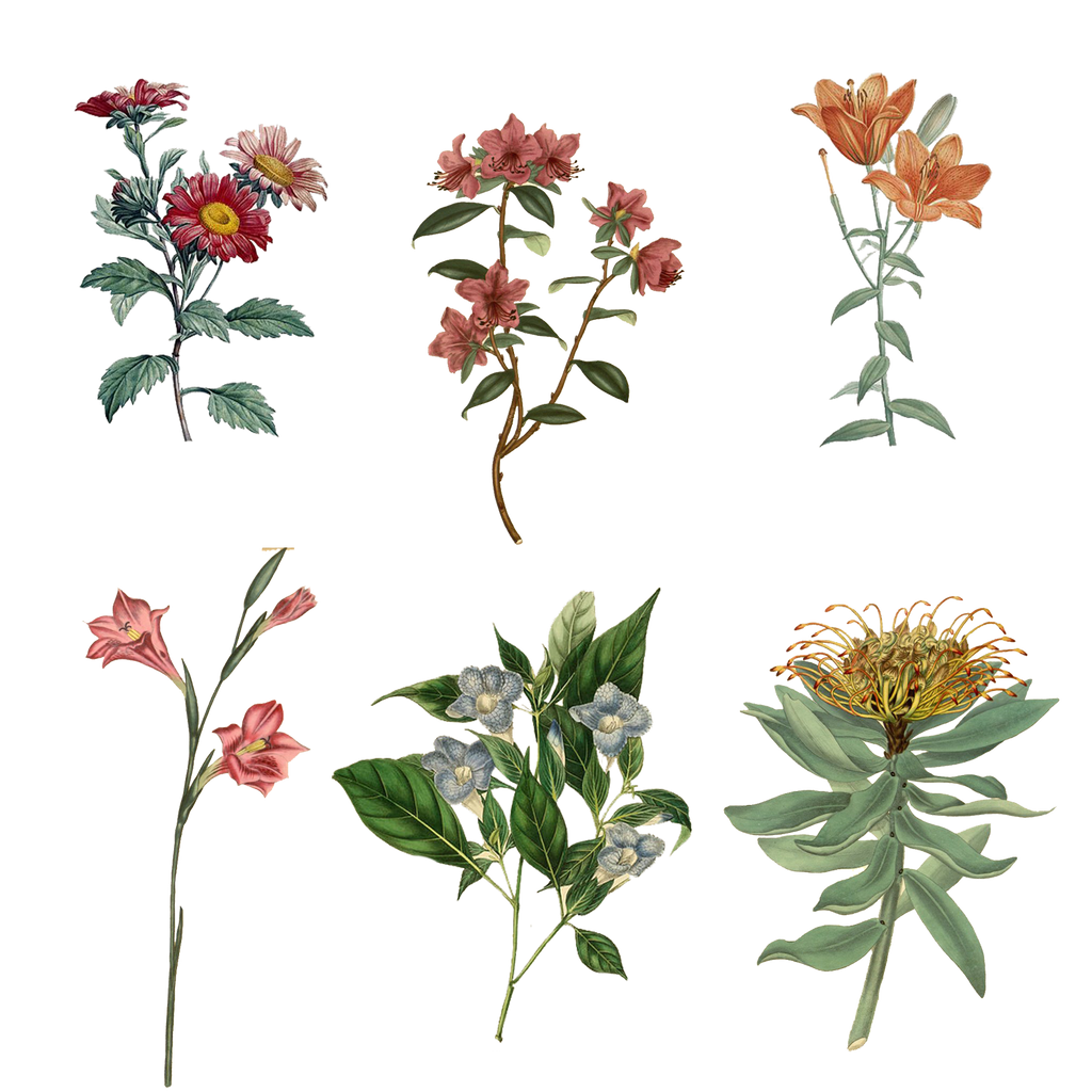 Variety of 1800's Flowers PNG