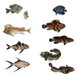 Variety Of Fishes 19 PNG