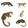Varieys of Big Cats PNG