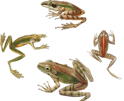 Variety of Frogs PNG