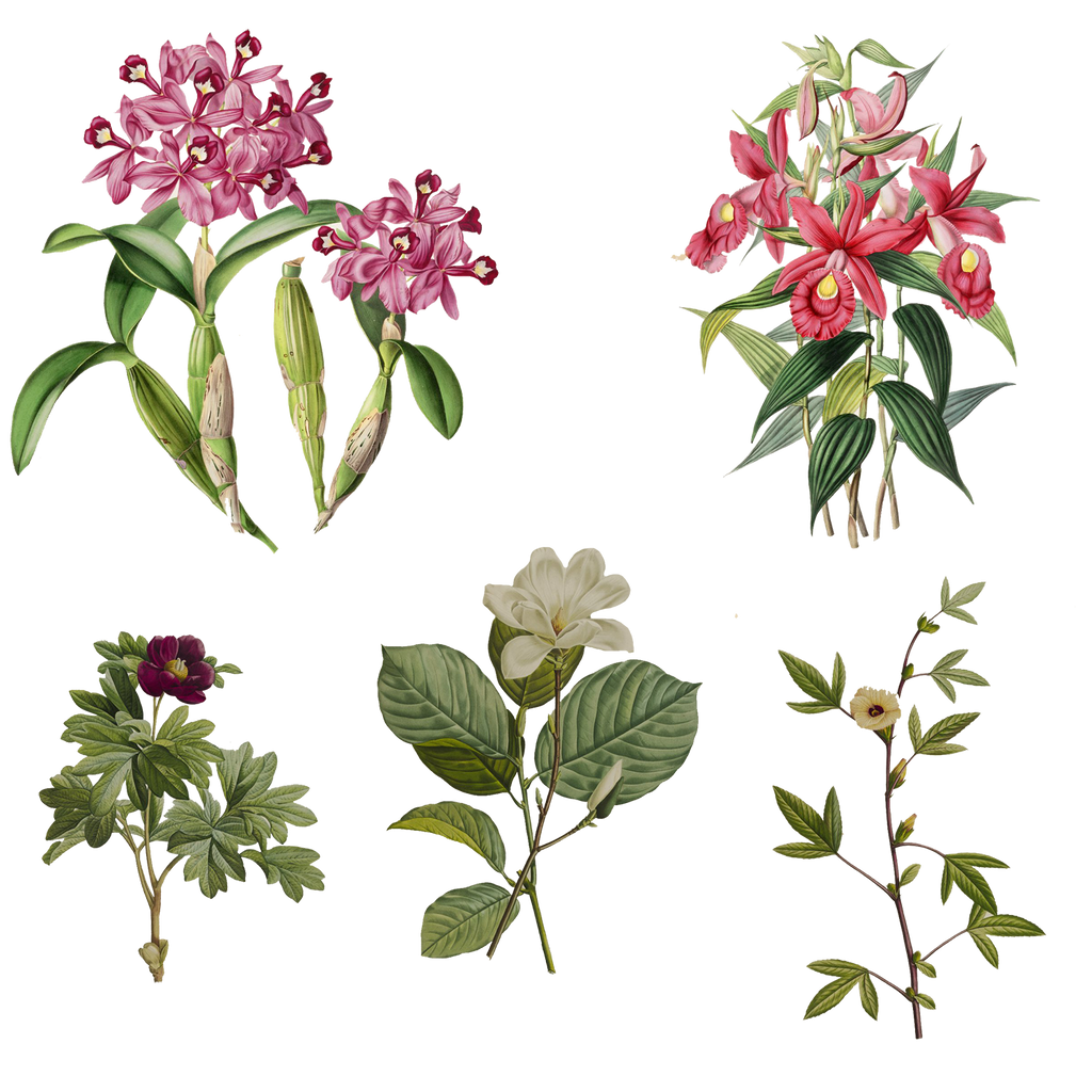 Variety Of 1800 S Flowers 6 Png By Chaseandlinda On Deviantart