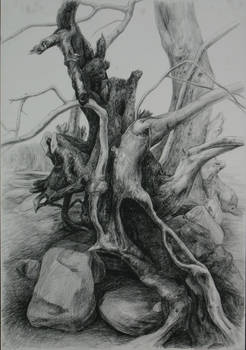 kabak trees1