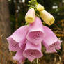 Pink flower