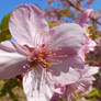 Sakura blossom