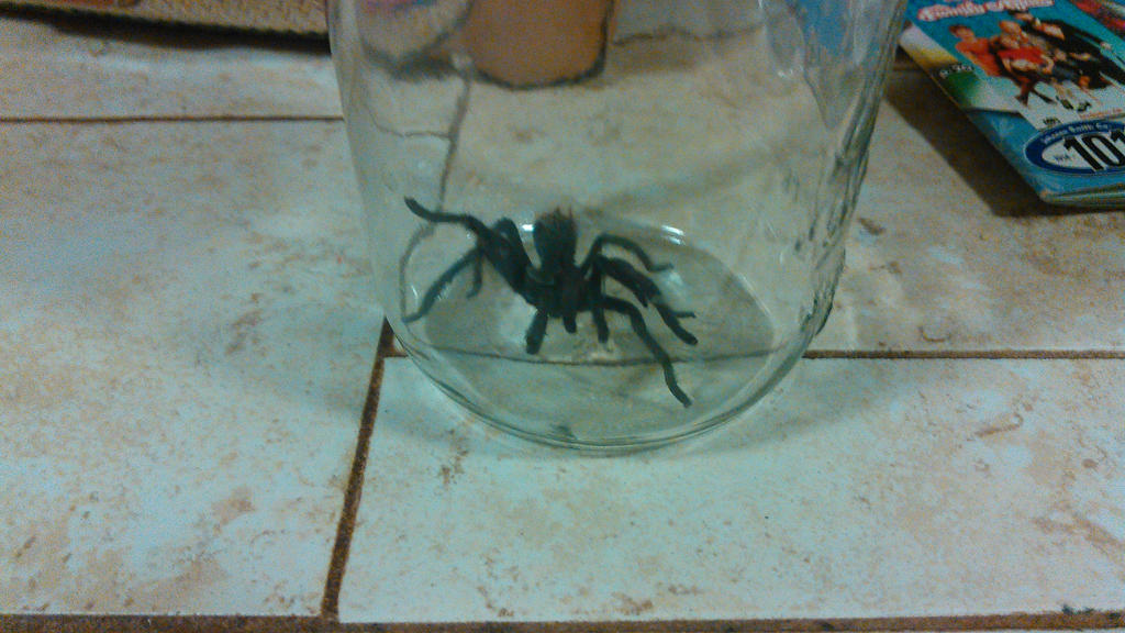 Spider In Jar spider in a jar by Lokibunneh91 on DeviantArt