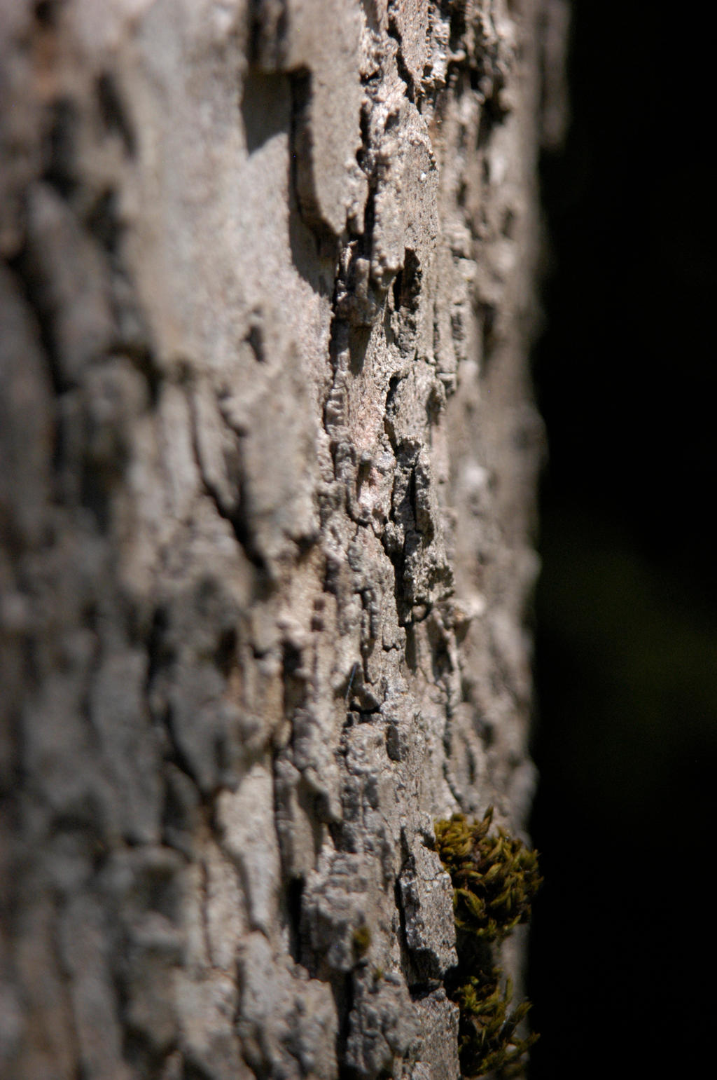 Rough Bark