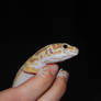 Leopard Gecko in action