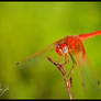 Dragonfly 3