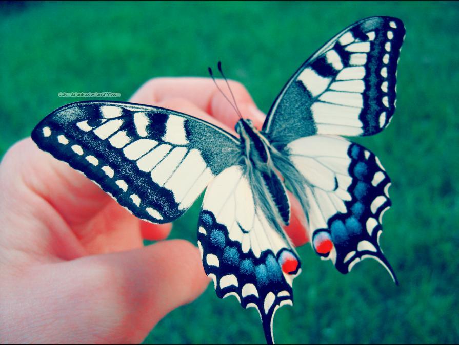 Beautiful butterfly