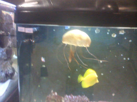 jellyfish in a tank